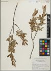 Foto von Salix pedicellaris Pursh